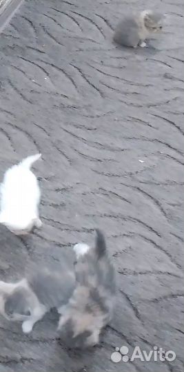 Котята