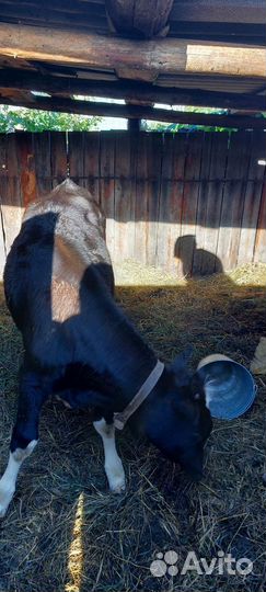 Корова телка