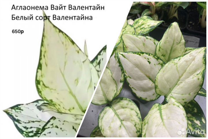 Сортовые аглаонемы