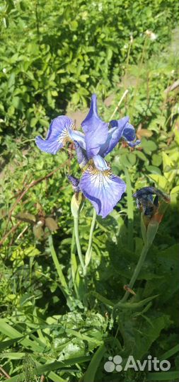 Ирисы сортовые