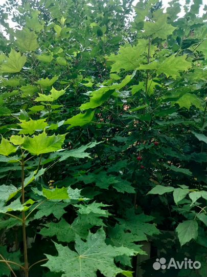 Рассада Клён сахарный