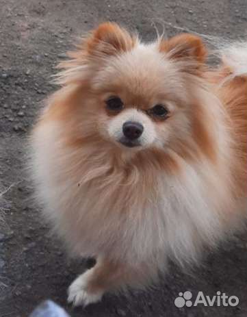 Немецкий шпиц