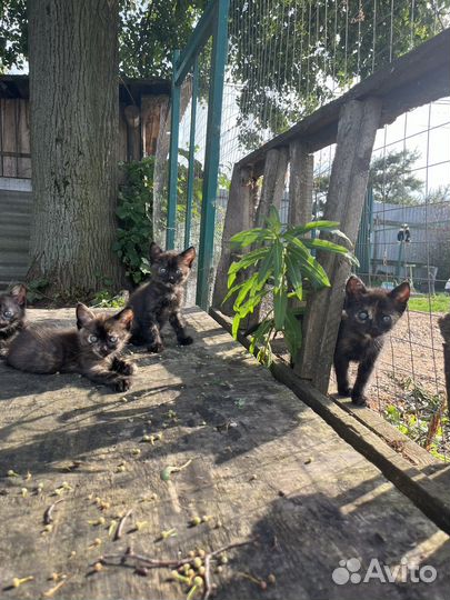 Черная кошка