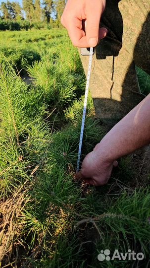 Ель Европейская окс Обыкновенная Picea abies