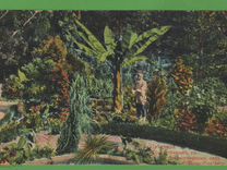 Открытка Грузия Тифлис Ботанический сад До 1917