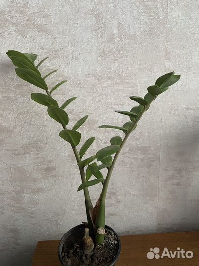 Замиокулькас