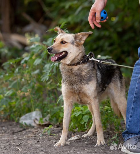 Собака в добрые руки