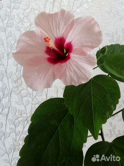 Китайская роза или гибискус