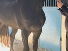 Орловский жеребец 2019 года рост 168 см