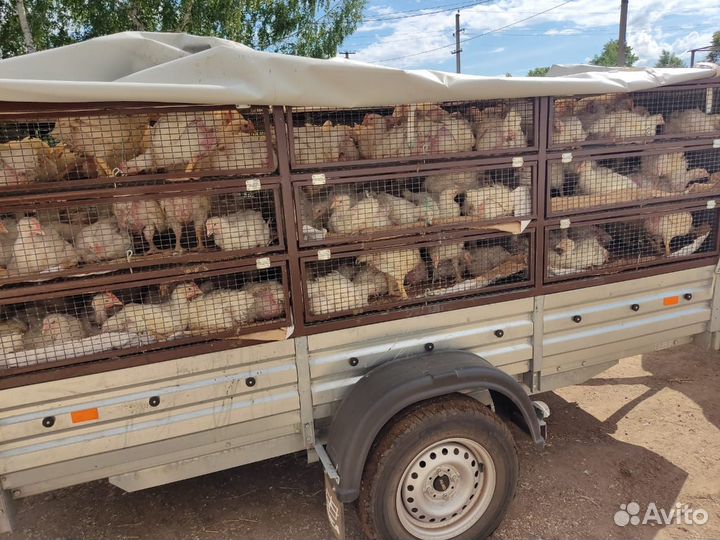 Грузовое такси межгород Переезд Муслюмово Казань
