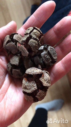 Кипарис и кипарисовик