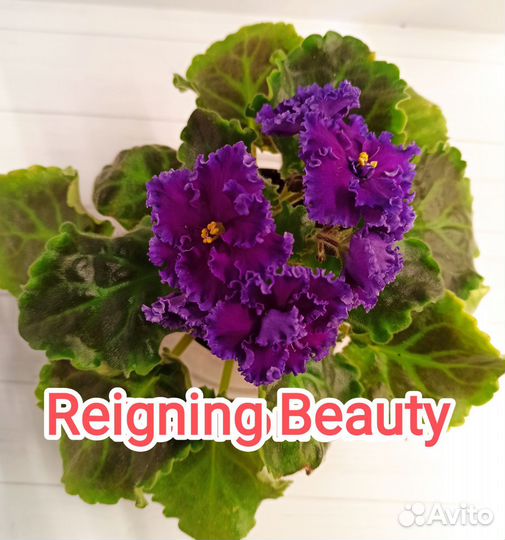 Фиалка Reigning Beaty