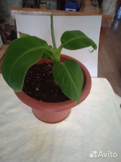 Банан райский/musa paradisiaca