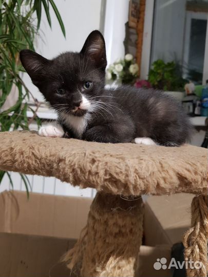 Котята сфинкс Браш