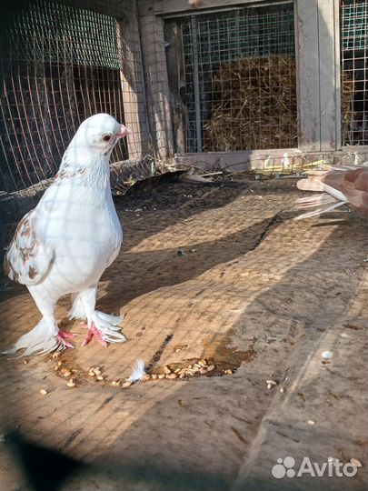 Продажа голубь пародесты