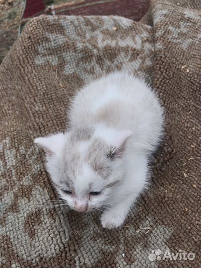 Котята бесплатно