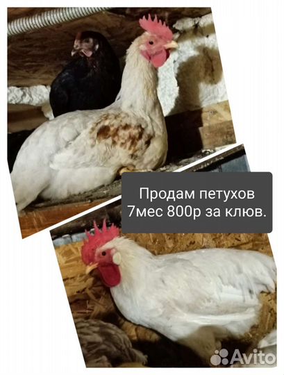 Куры цыплята