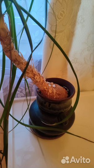 Бокарнея отогнутая