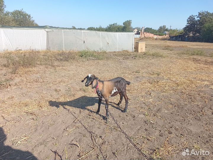 Козлик на племя