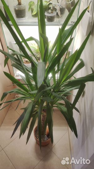 Пальма юкка