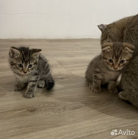 Котята
