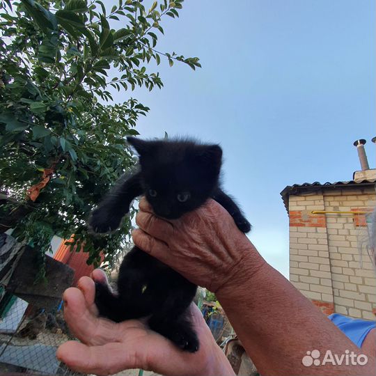 Котёнок в дар