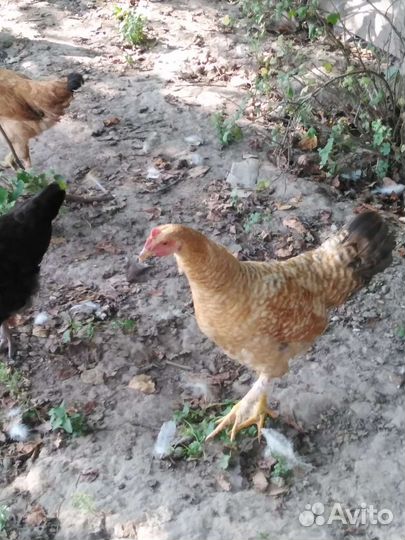 Молодые петушки