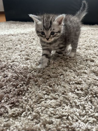 Шотландские котята