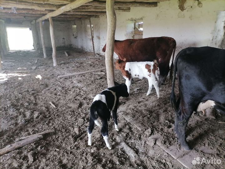 Продажа крс