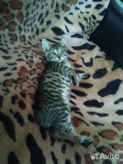 Котенок 2 месяца в добрые, любящие руки