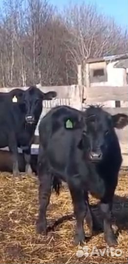 Скотинка бычки