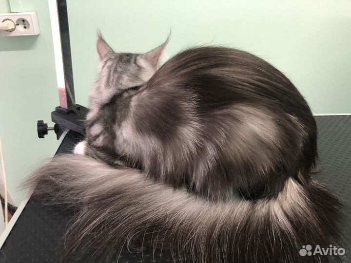 Груминг кошек и собак