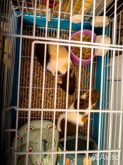 Морская свинка