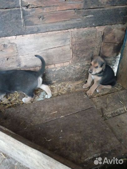 Щенки русской гончей