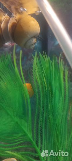 Аквариум 60л