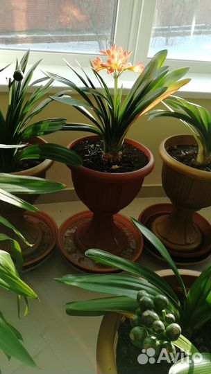 Зимний сад деревья цветы