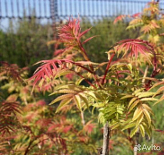 Сэм рябинник