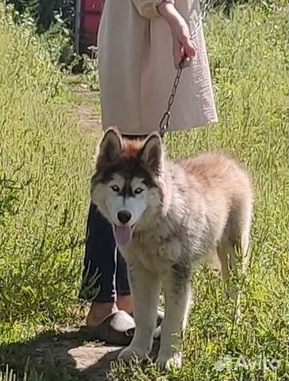 Щенок мальчик хаски