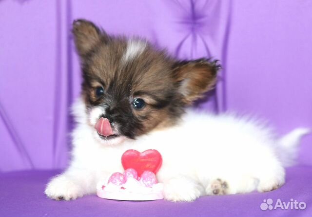 Богемия - милейший щенок папийона объявление продам
