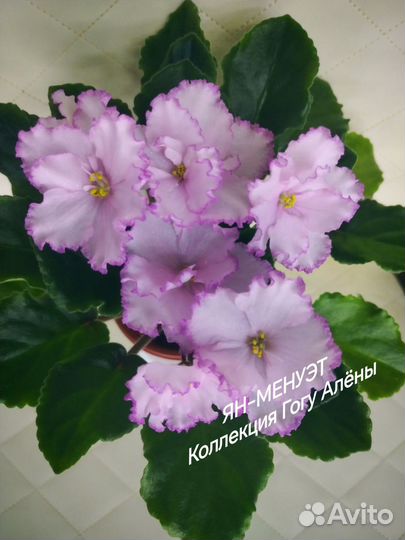 Фиалки сортовые