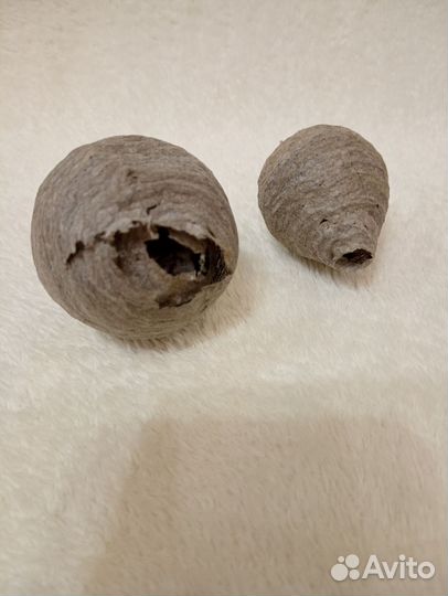 Осиное гнездо