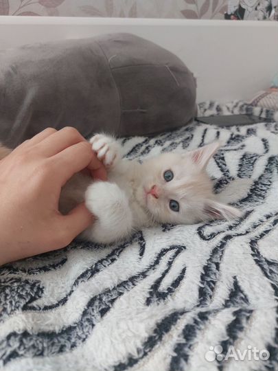 Котята мейн-кун