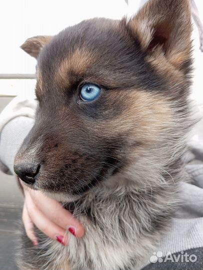 Продам щенков