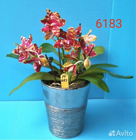 Орхидея фаленопсис