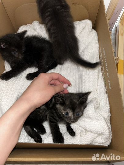 Котята в добрые руки даром девочка