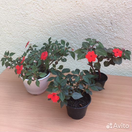 Бальзамины Уоллера