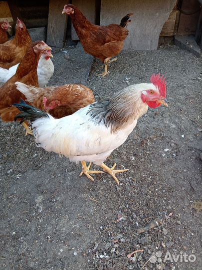 Молодые петухи