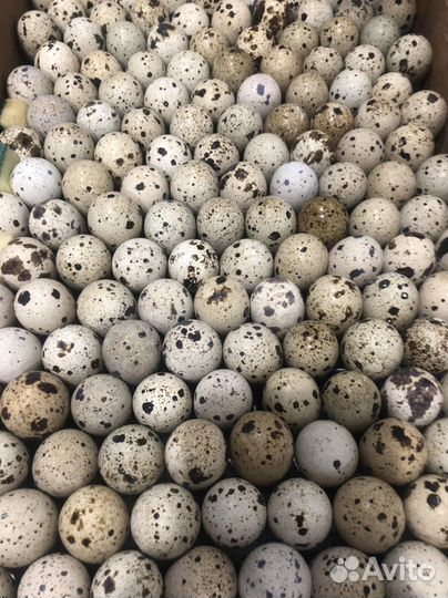 Перепелки суточные