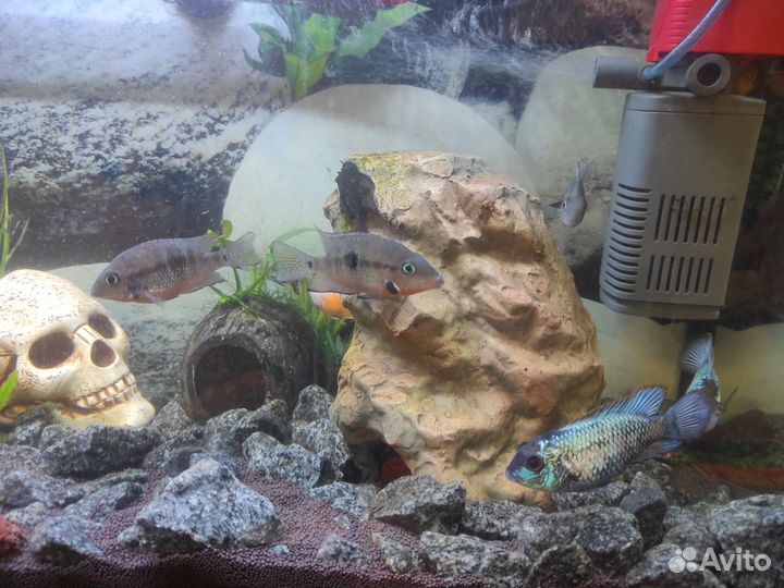 Аквариумные рыбки