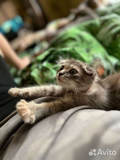 Кошки шотландцы